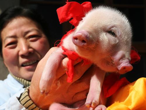 西安出世罕见猪宝宝 两个嘴巴三只眼(组图)