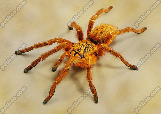 非洲橙巴布/c8 宠物蜘蛛活体3~4l幼体捕鸟蛛