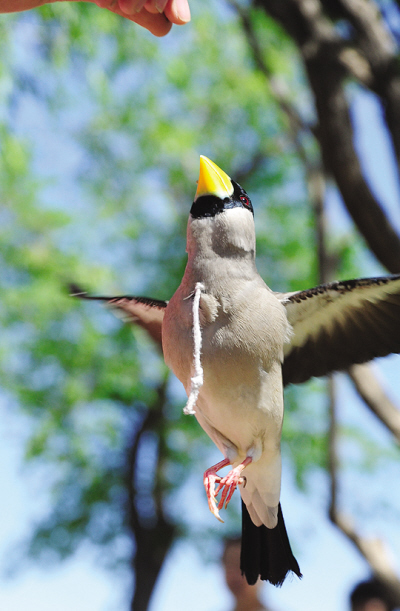 18岁小伙有奇招 驯梧桐鸟悬停捕食