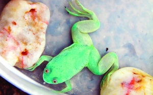 南昌惊现蓝色蛙!变异?稀有品种?