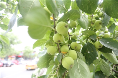 民经街黄太平果树.