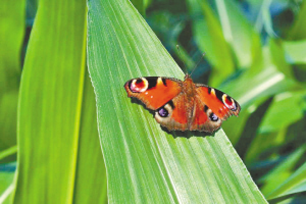 两只蝴蝶『大眼斑』『蓝宝石』斗艳