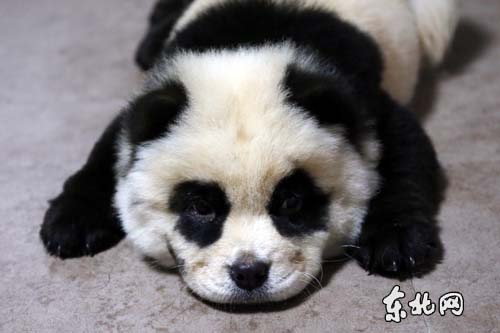 卖萌松狮变身"熊猫"