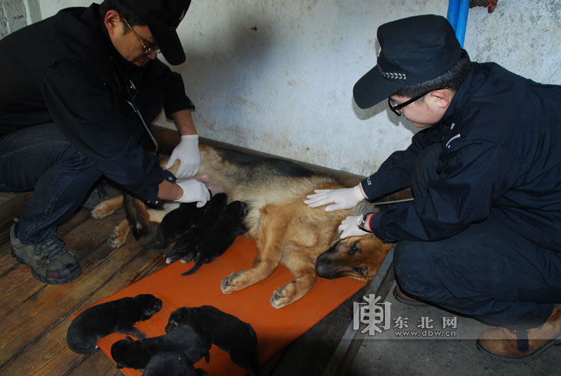 14只汪星人降临我省公安厅警犬基地 健壮肉乎萌萌哒