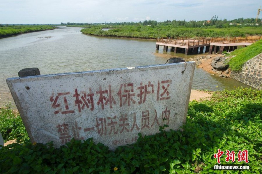 海南百亩红树林遭破坏 沦为高档小区垃圾场