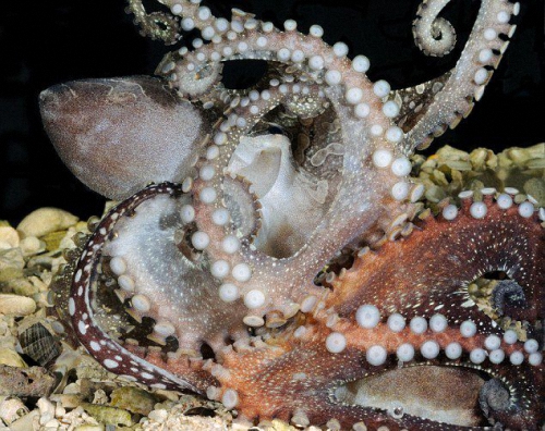 狡猾章鱼轻拍虾背使猎物正中下怀