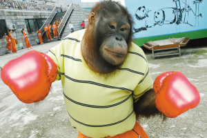 动物『另类』运动会:红毛猩猩打拳击