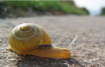 世界最小陆生蜗牛 只有针眼的十分之一大--东北网娱乐