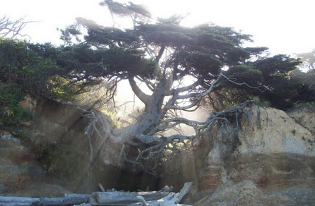 美国树坚强走红 仅少数几根卷须依附悬崖岩石仍顽强生长