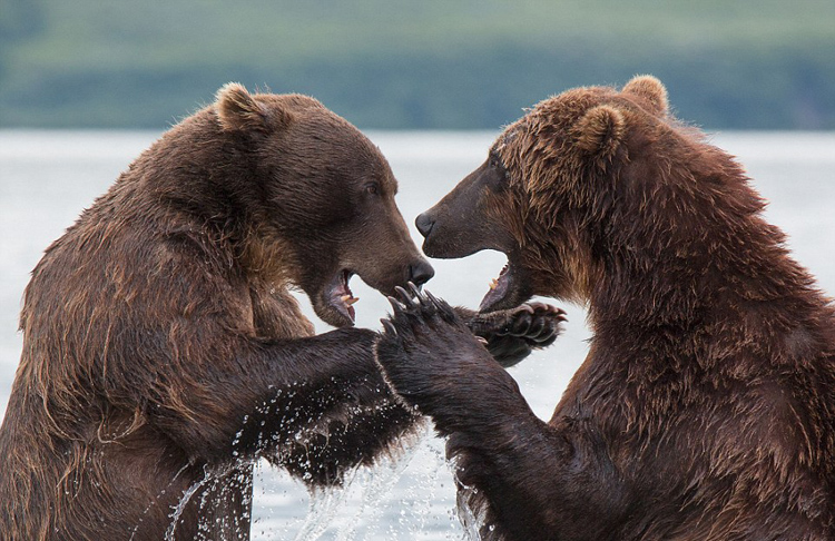 俄两棕熊湖中打斗展示完美拳击术