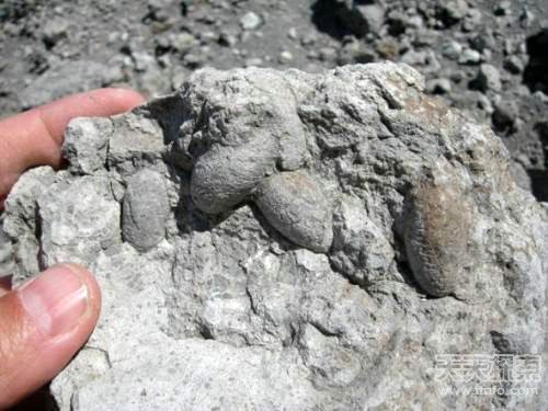 远古动物大揭秘:史前巨蟒竟能吞恐龙-远古|史前|巨蟒|古生物|化石