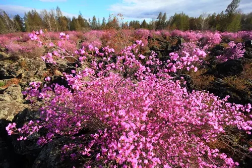 盘点黑龙江赏花好去处 醉倒在浪漫花海