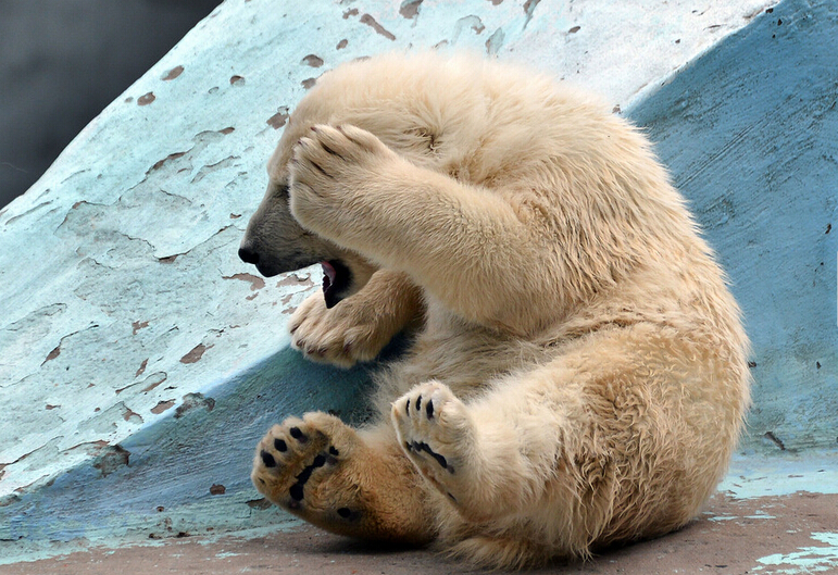 萌的不要不要的-北极熊|瑜伽|害羞|动作|瑜伽-东北网法制