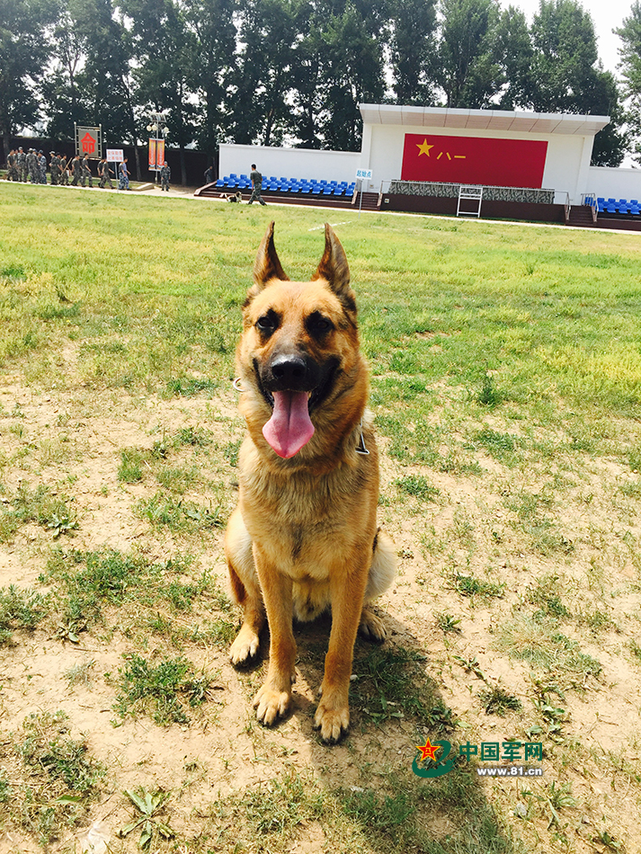 一只明明可以靠颜值却非要拼实力的军犬