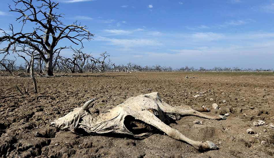 数月乾旱后 上百鳄鱼集体死亡成乾尸