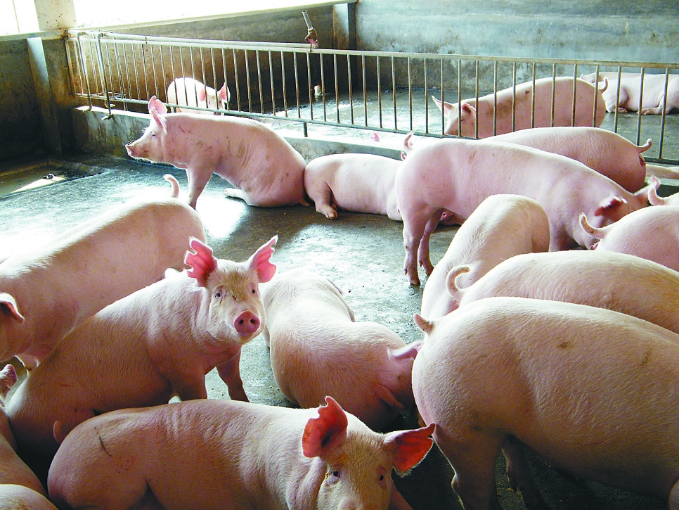 记者从省畜牧兽医局了解到,今年,『两牛一猪』标准化规模养殖基地