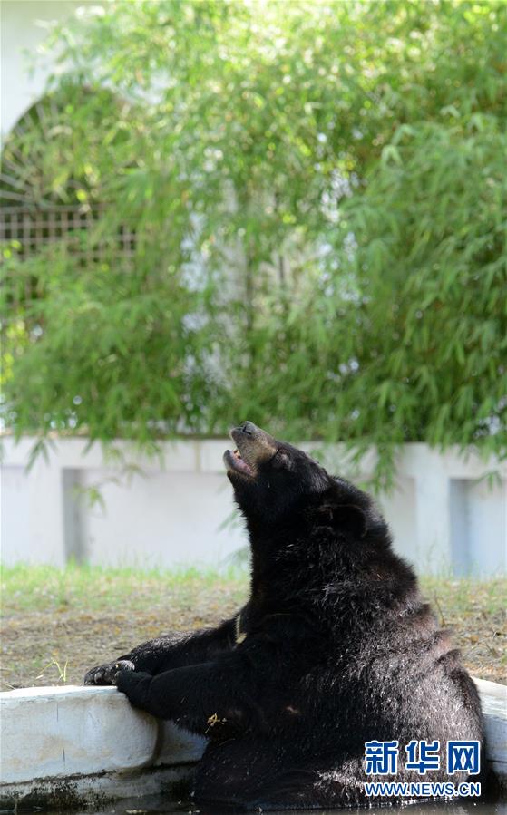 呆萌!喜马拉雅棕熊坐在水池里消暑