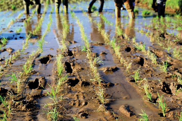 触摸春天播种希望