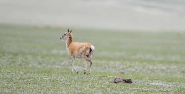 一只母藏羚羊在怀胎六个月后,顺利产下一只小羊(6月24日摄).