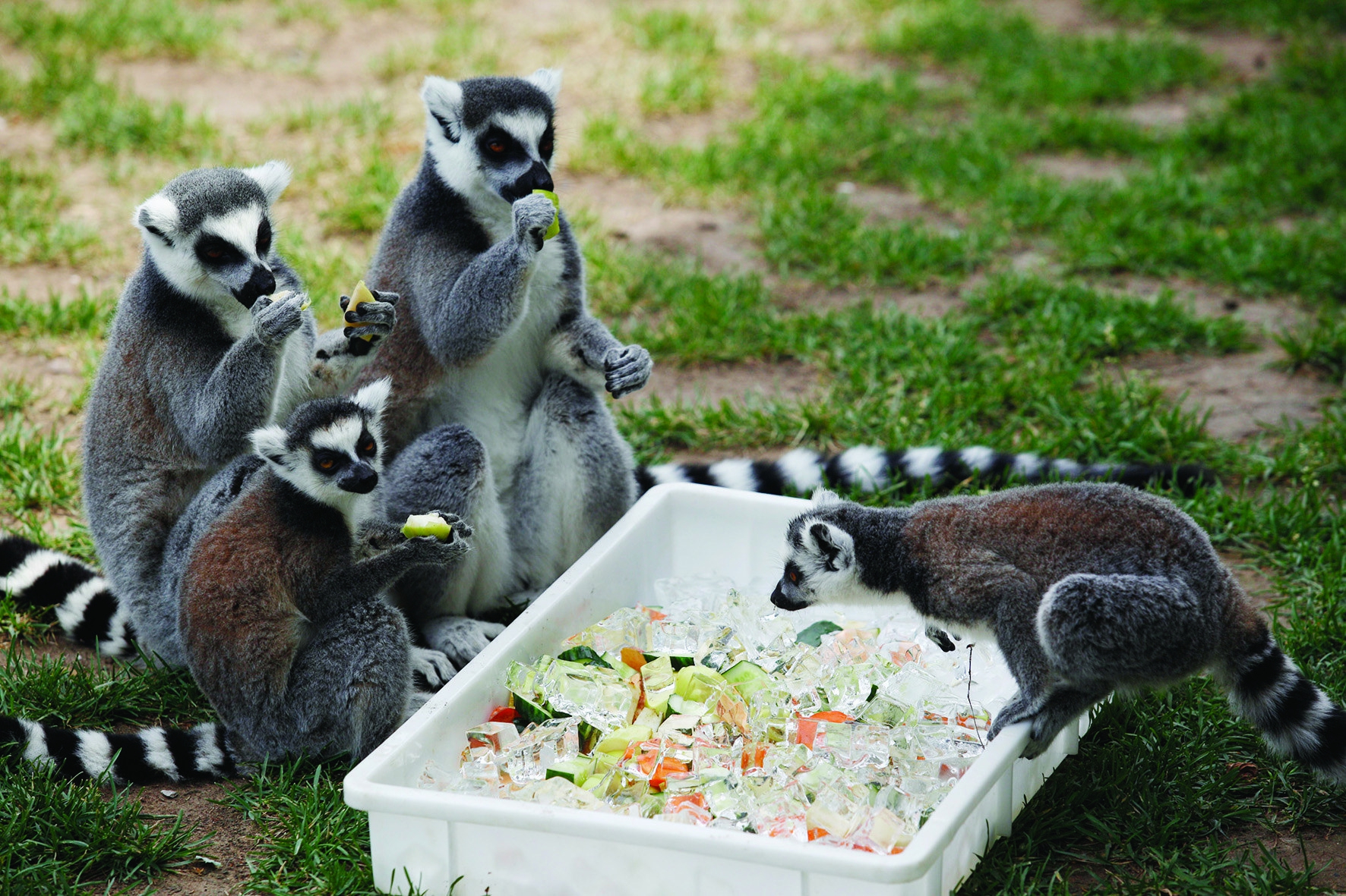 萌萌哒动物戏水吃冰度夏天
