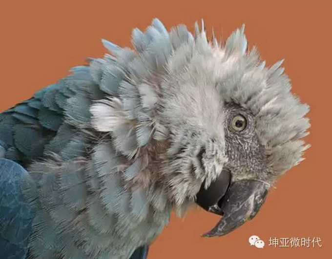 地球步入第六次"生态大灭绝" 盘点近年灭绝的十大珍稀动物