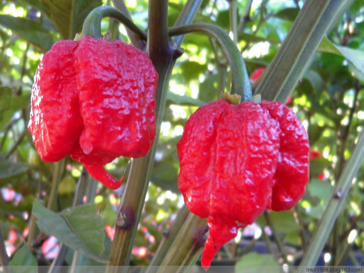 美国男子挑战世界最辣辣椒 盘点世界上最"销魂"的那些辣椒