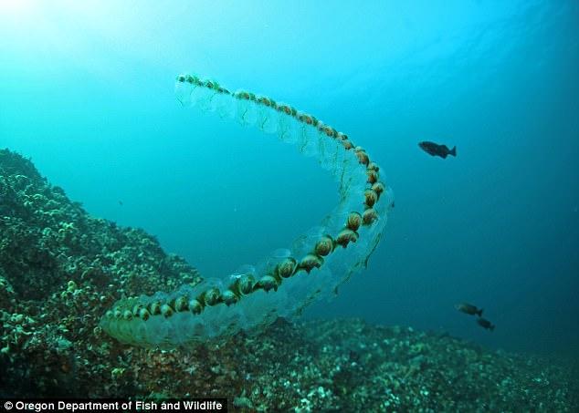 樽海鞘的结串移动方式可为水下汽车提供灵感