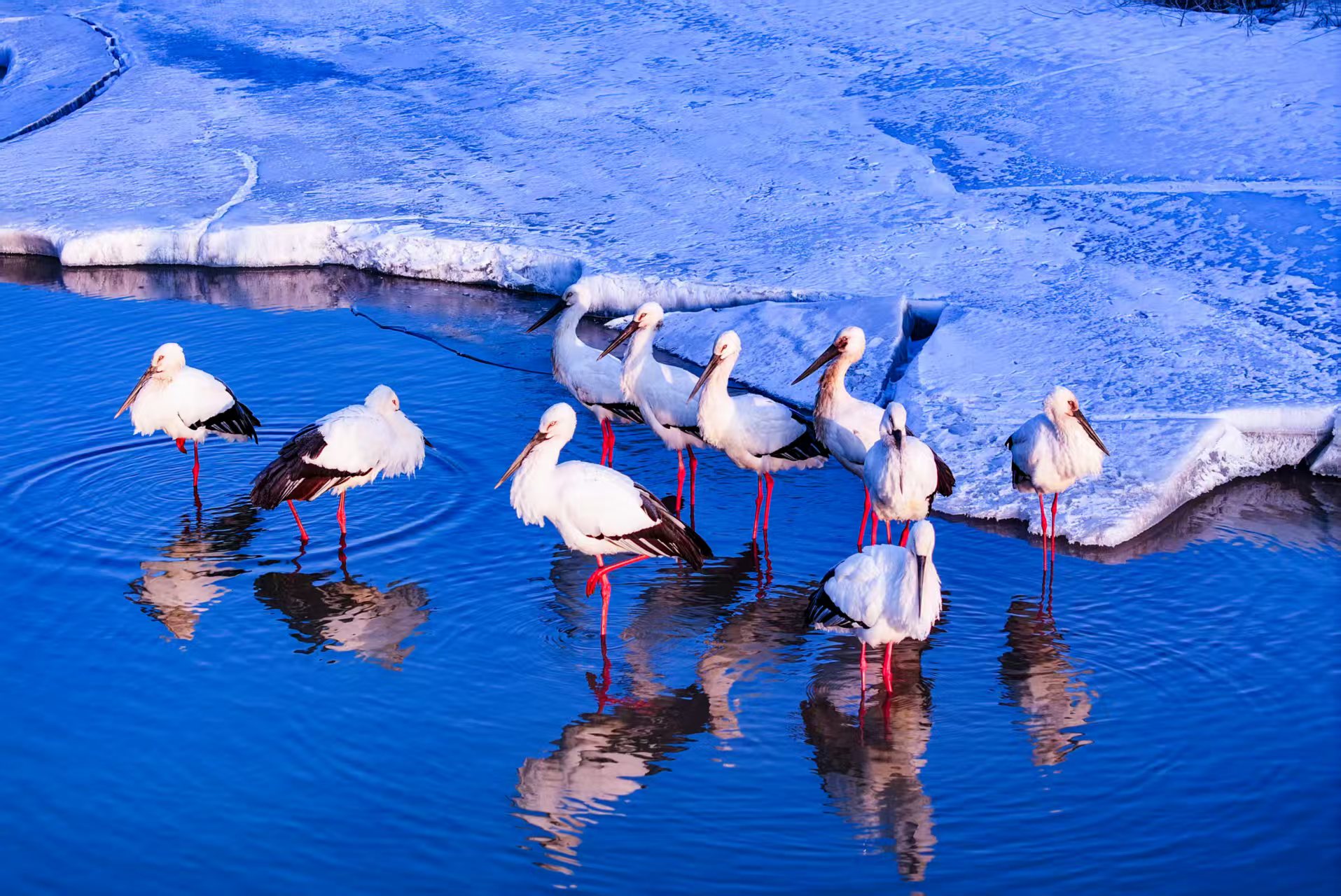 ��a���� ��������